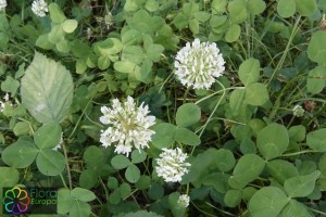 Trifolium repens